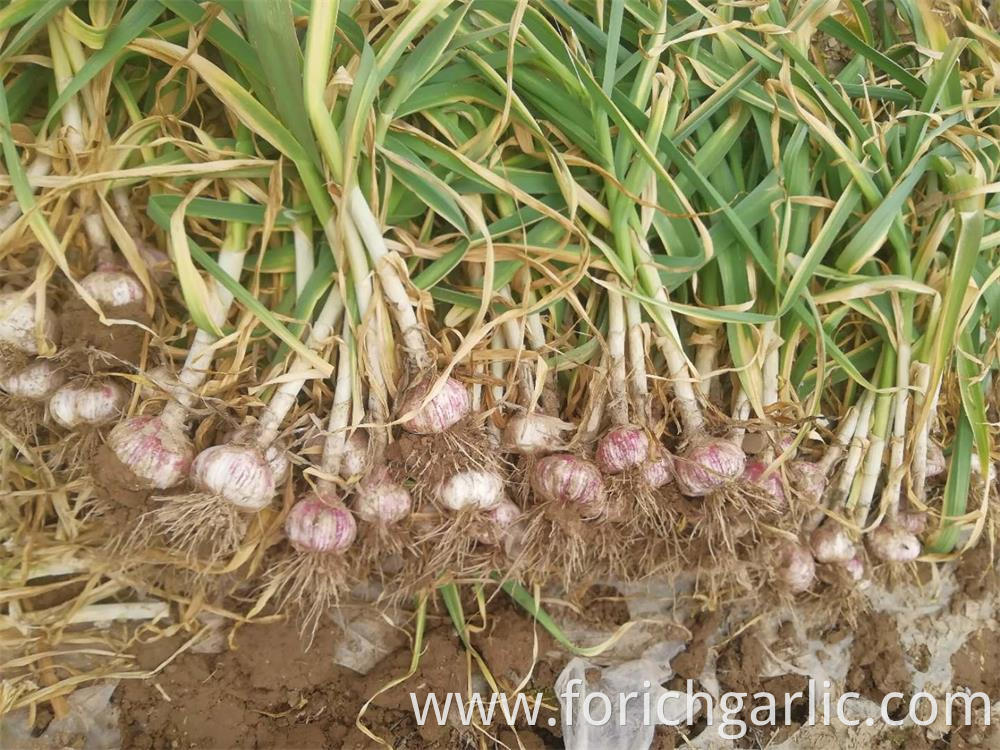 Normal White Garlic